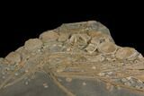 Plate Of Bones From Pregnant Ichthyosaur - With Babies Bones #144042-4